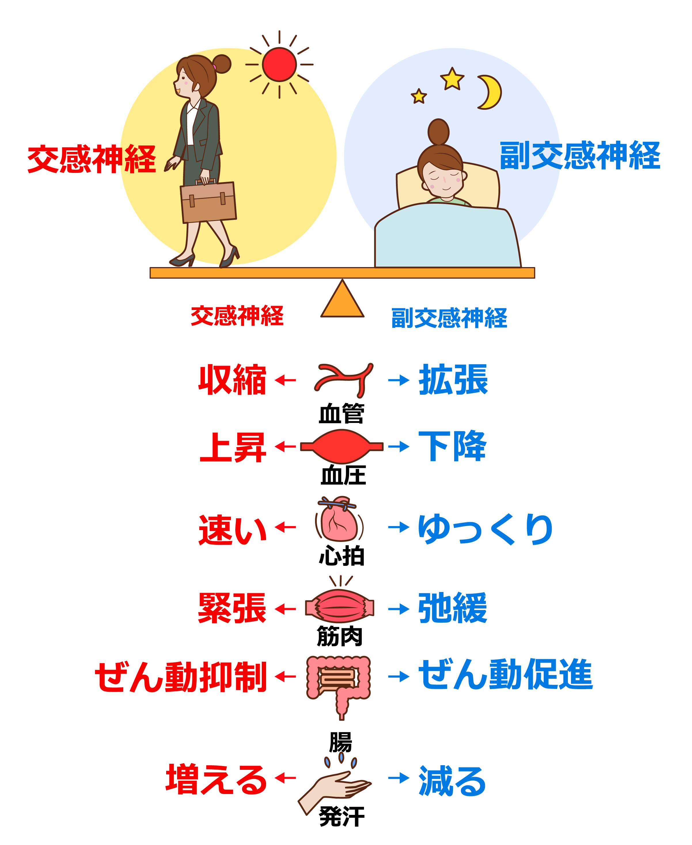 自律神経の働き