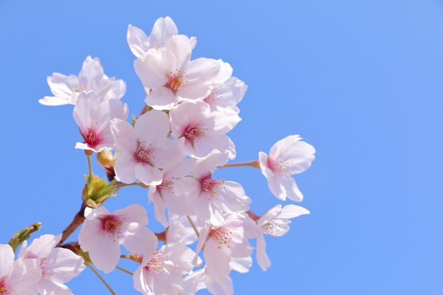 福岡市　桜