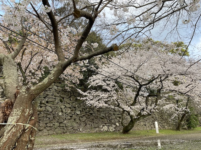 福岡城さくらまつり