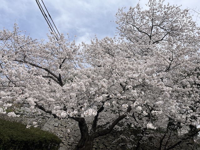 さくらまつり　福岡市