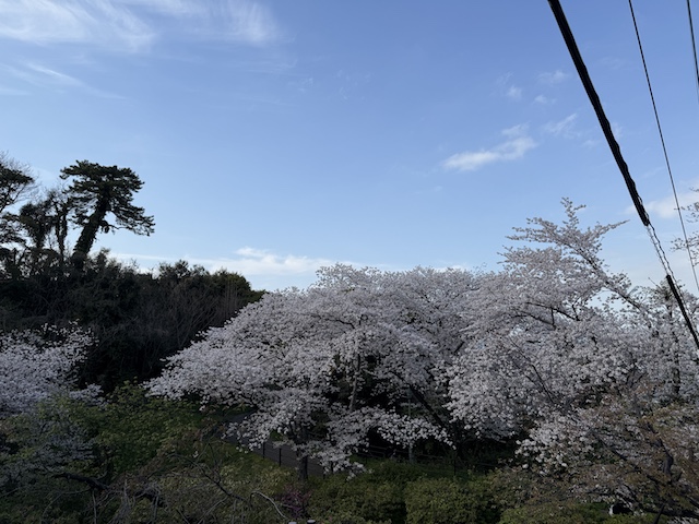 西公園の桜