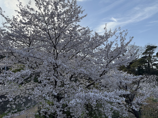 ソメイヨシノ　西公園