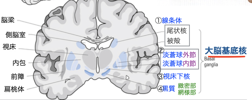 大脳基底核