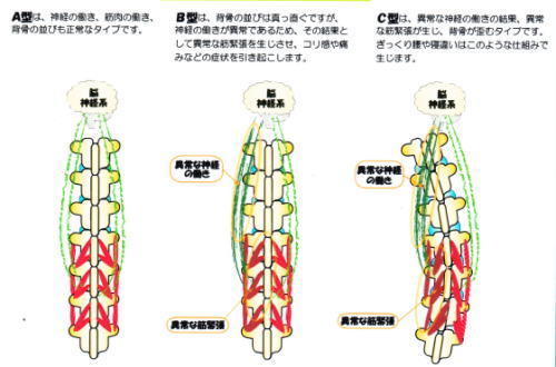 背骨のバランス