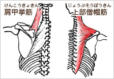 肩甲挙筋、上部僧帽筋