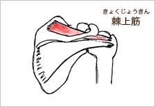 棘上筋