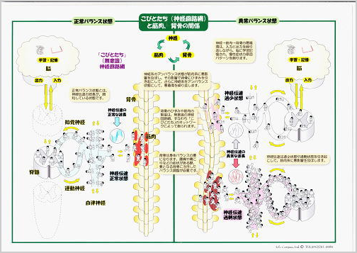 神経回路網と筋肉、背骨の関係